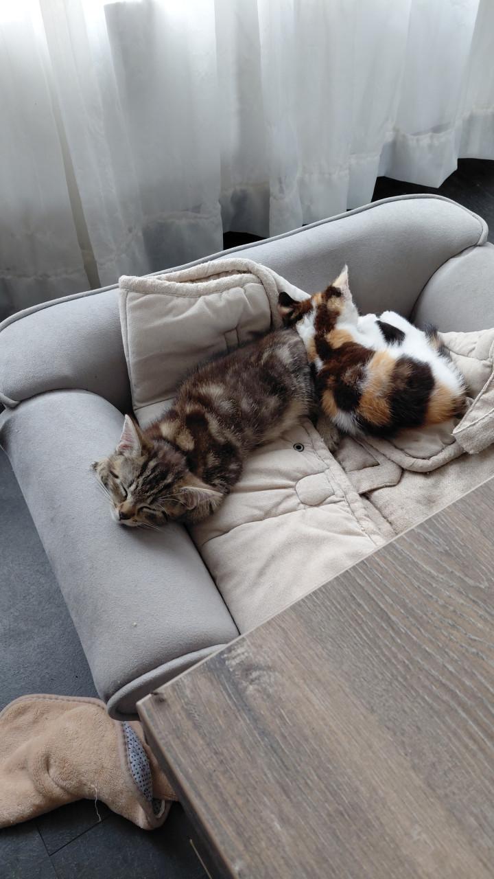 Kittens