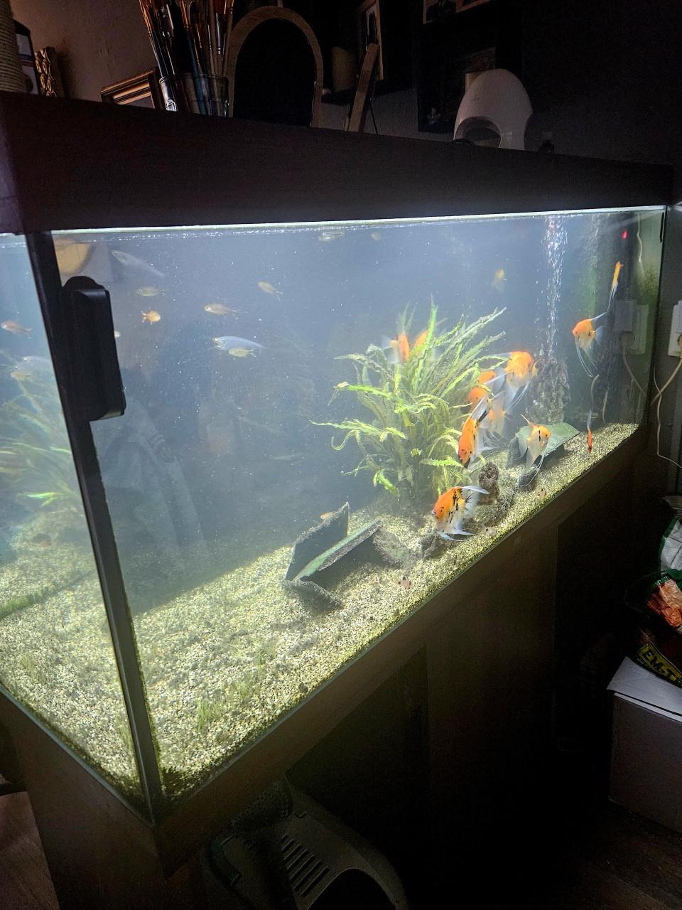 Juwel aquarium