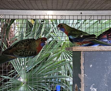 Rosella 's
