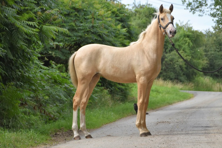 5-jarige palomino PRE merrie