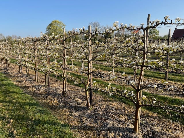 Fruitbomen in leivorm / Leibomen / Peer (Voorverkoop)