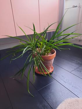 Binnenplant