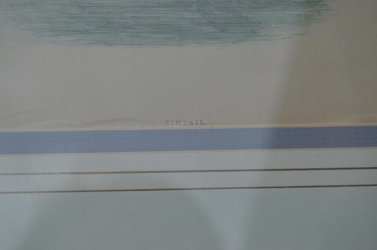 Fraaie handgekleurde litho 'Pintail' (Pijlstaart) 1868