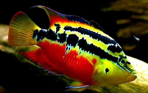Mooi gekleurde vissen