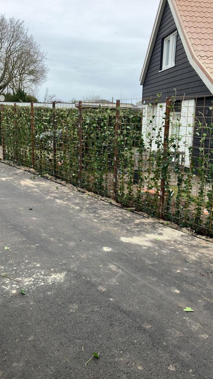 Topkwaliteit Hedera hibernica (klimop) in diverse maten.