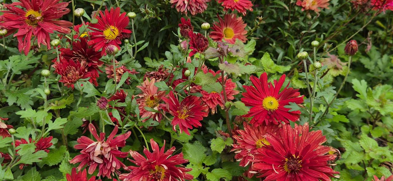 Tuinplanten assortiment bio