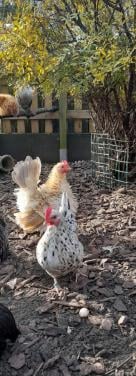 2 serama hennetjes 2025