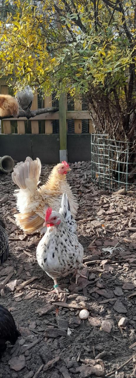 2 serama hennetjes 2025