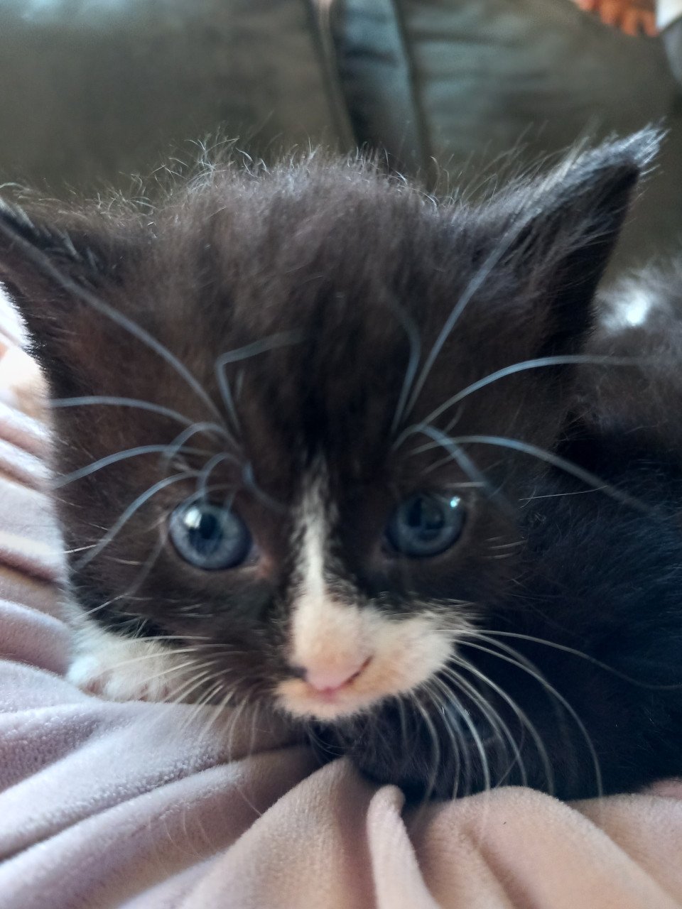 Kittens