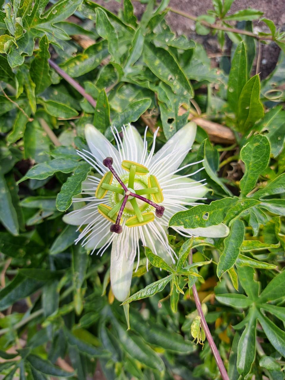 VERSCHILLENDE TUINPLANTEN