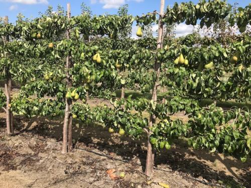 Fruitbomen in leivorm / Leibomen / Peer