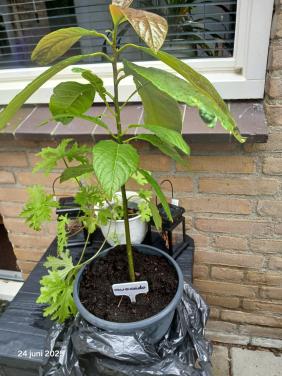 Avocado plant