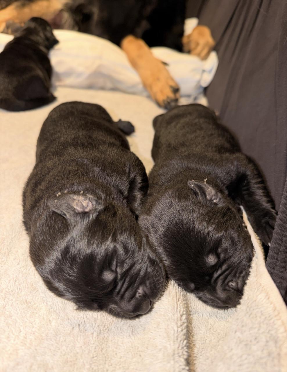 Duitse herder - Labrador pups
