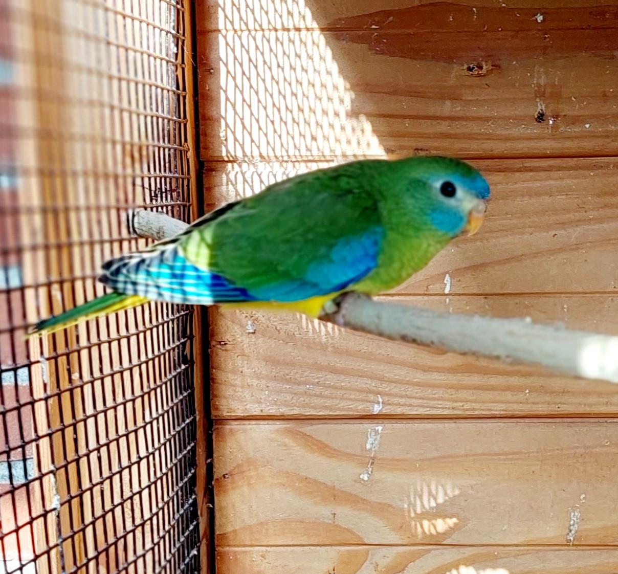 Turquoisine parkieten