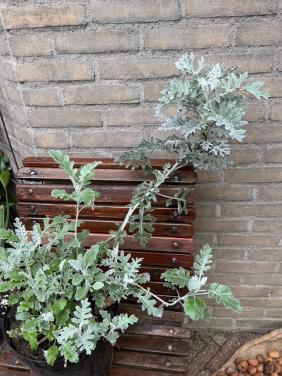Grote zilverkruiskruid in pot 70 cm. Decoratieve plant