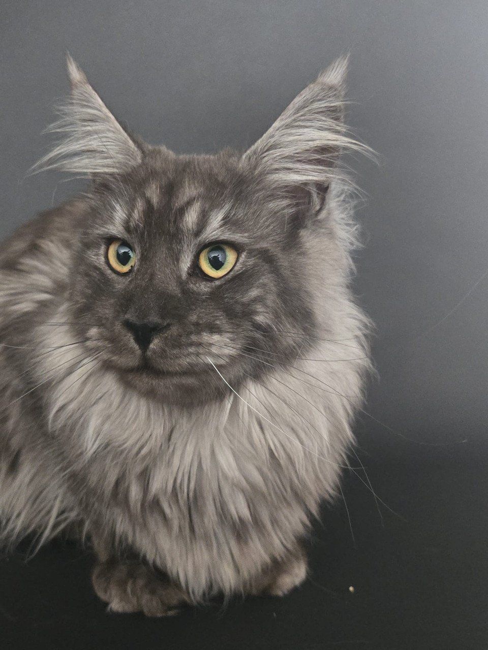 Maine coon black smoke dekkater (niet te koop)