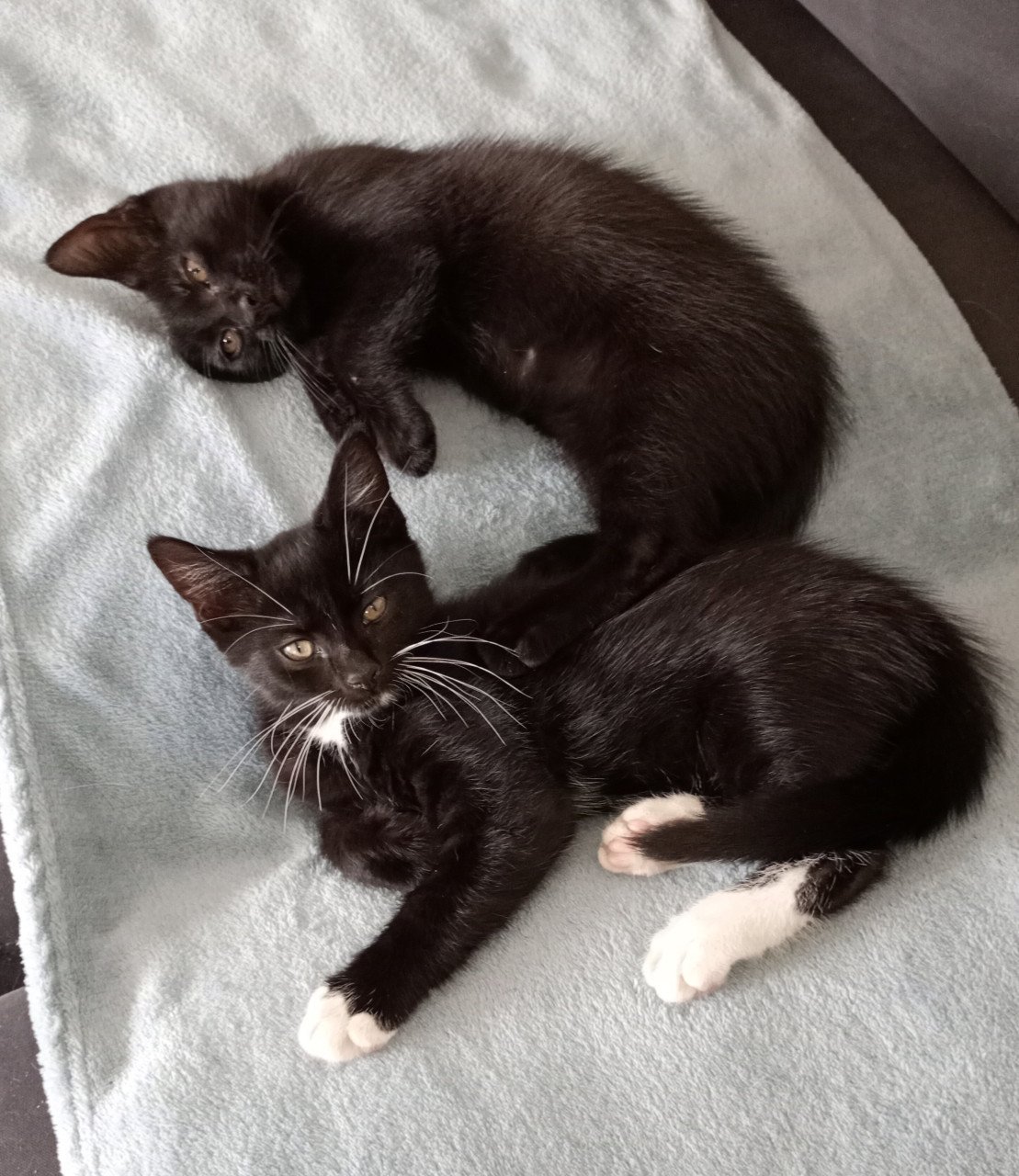 2 prachtige kittens
