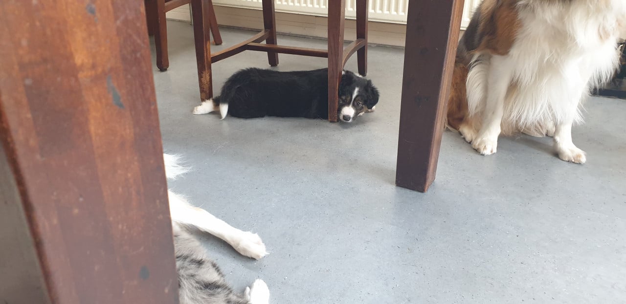 Border Collie