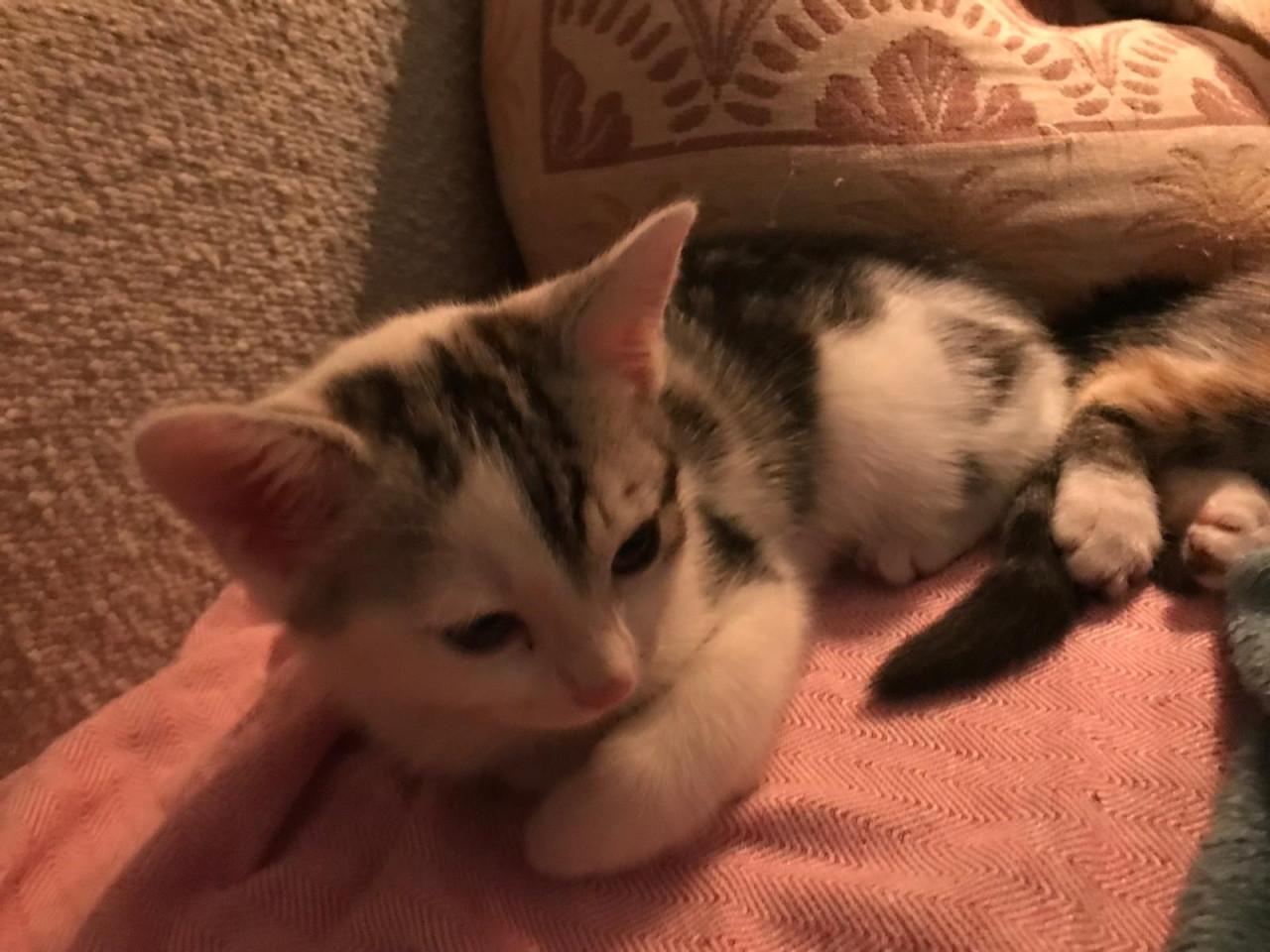 2 kittens poesjes 9 weken