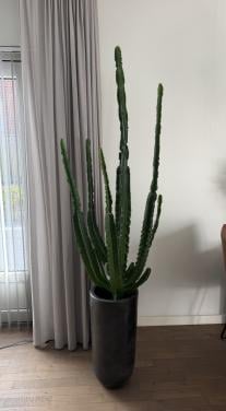 Grote euphorbia cactus in pot
