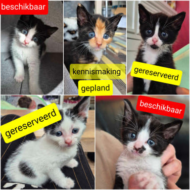 Super lieve sociale met de fles opgevoede kittens te koop
