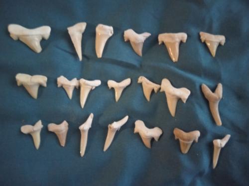 Wegens beëindiging verzamelen 20 witte haaientanden