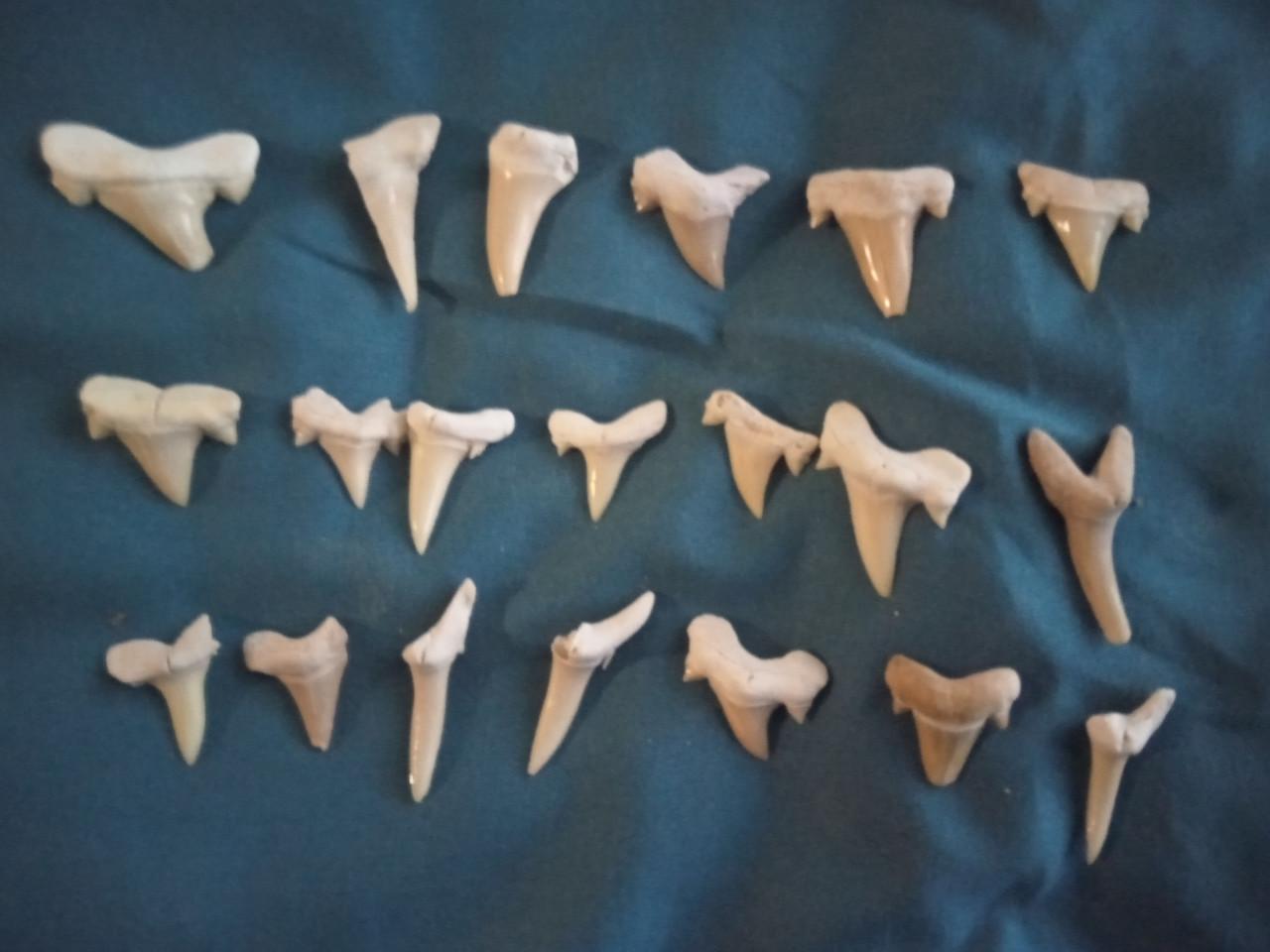 Wegens beëindiging verzamelen 20 witte haaientanden