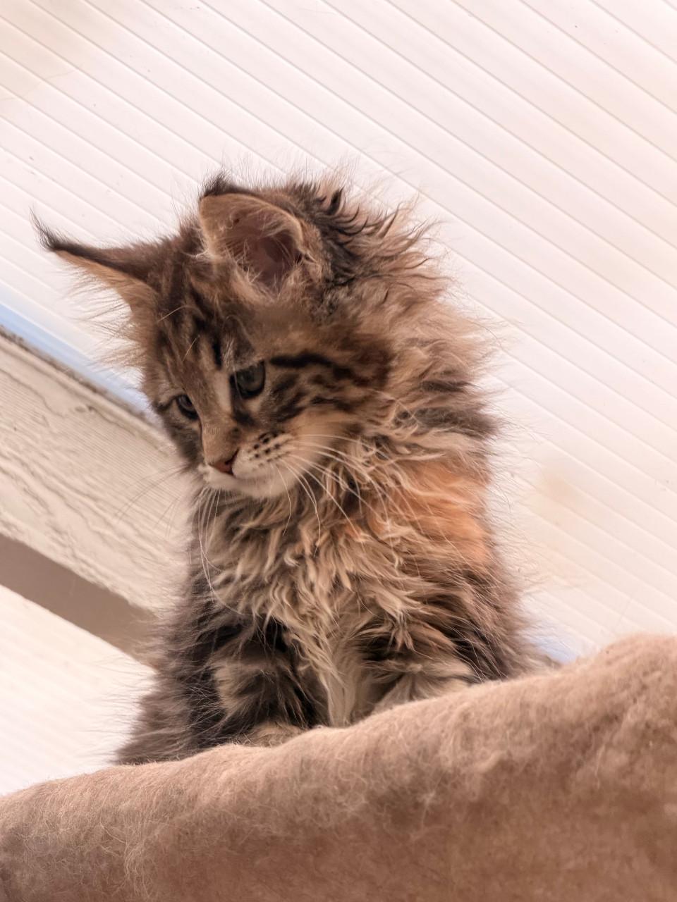 Maine Coon kitten
