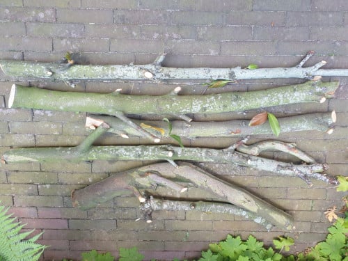 Haardhout in Middelburg