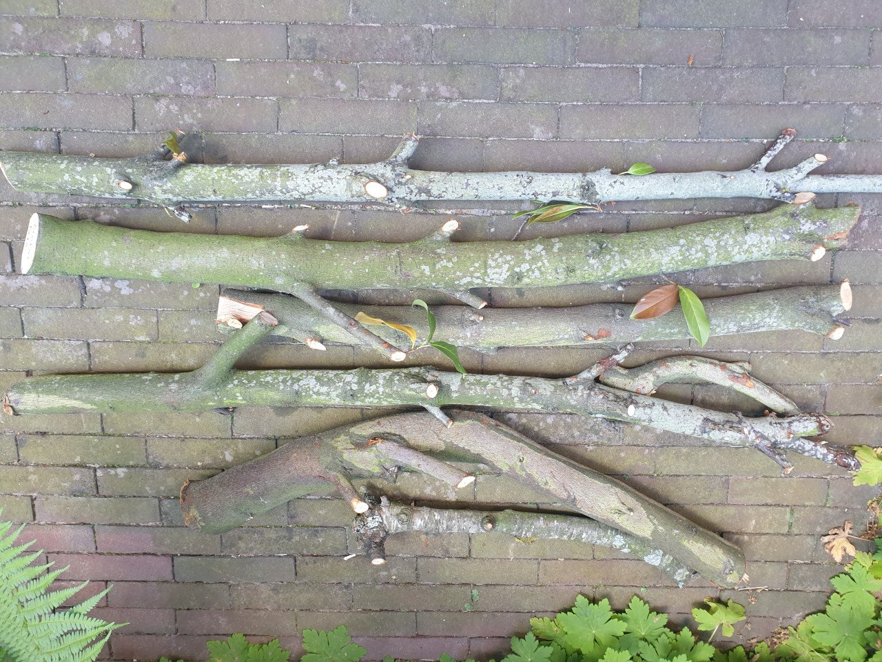 Haardhout in Middelburg