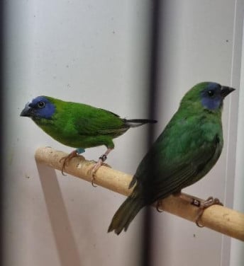 Vogels