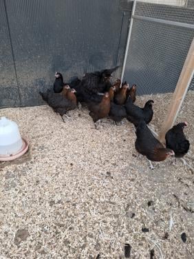 Marans hennen