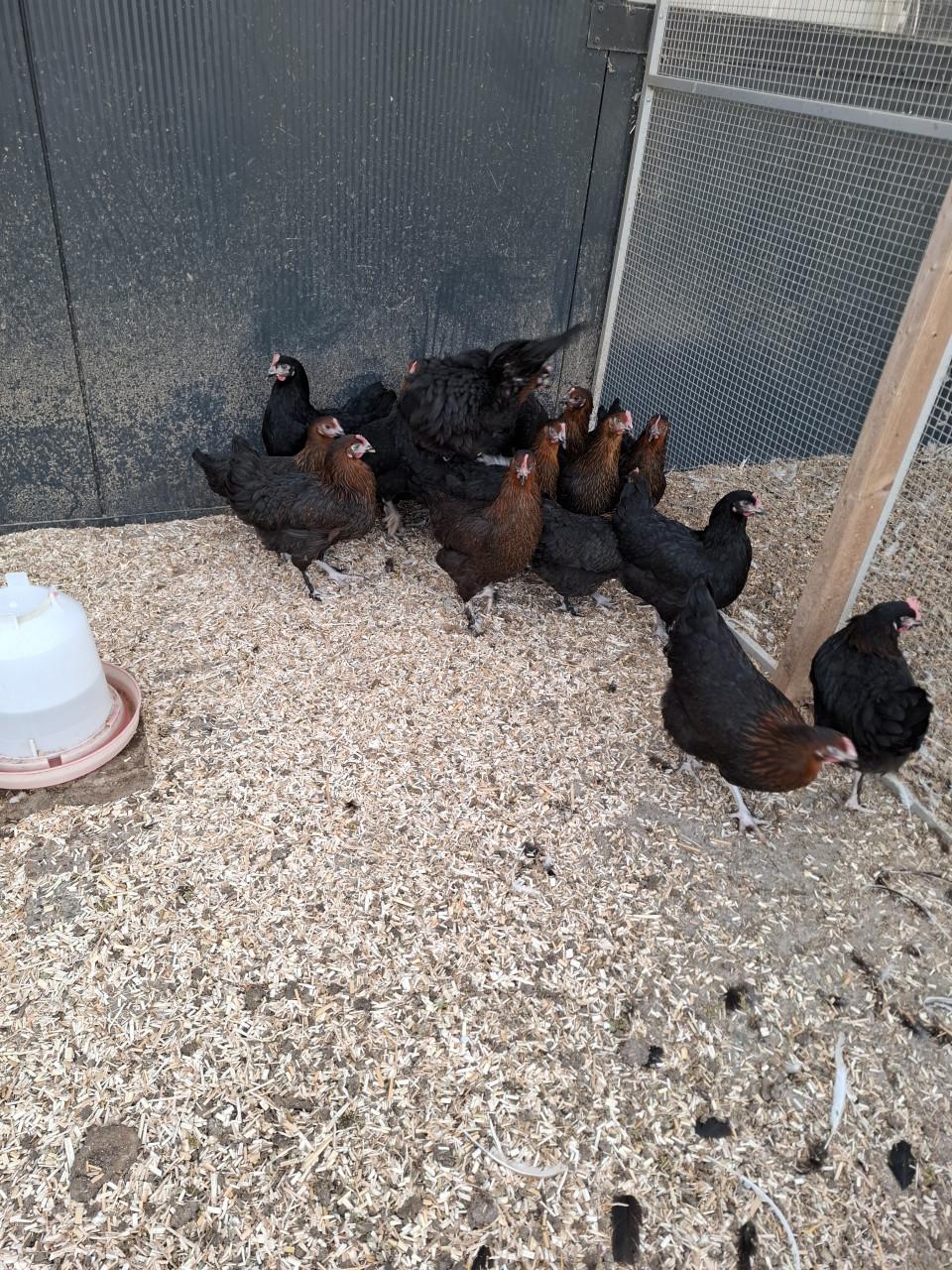 Marans hennen