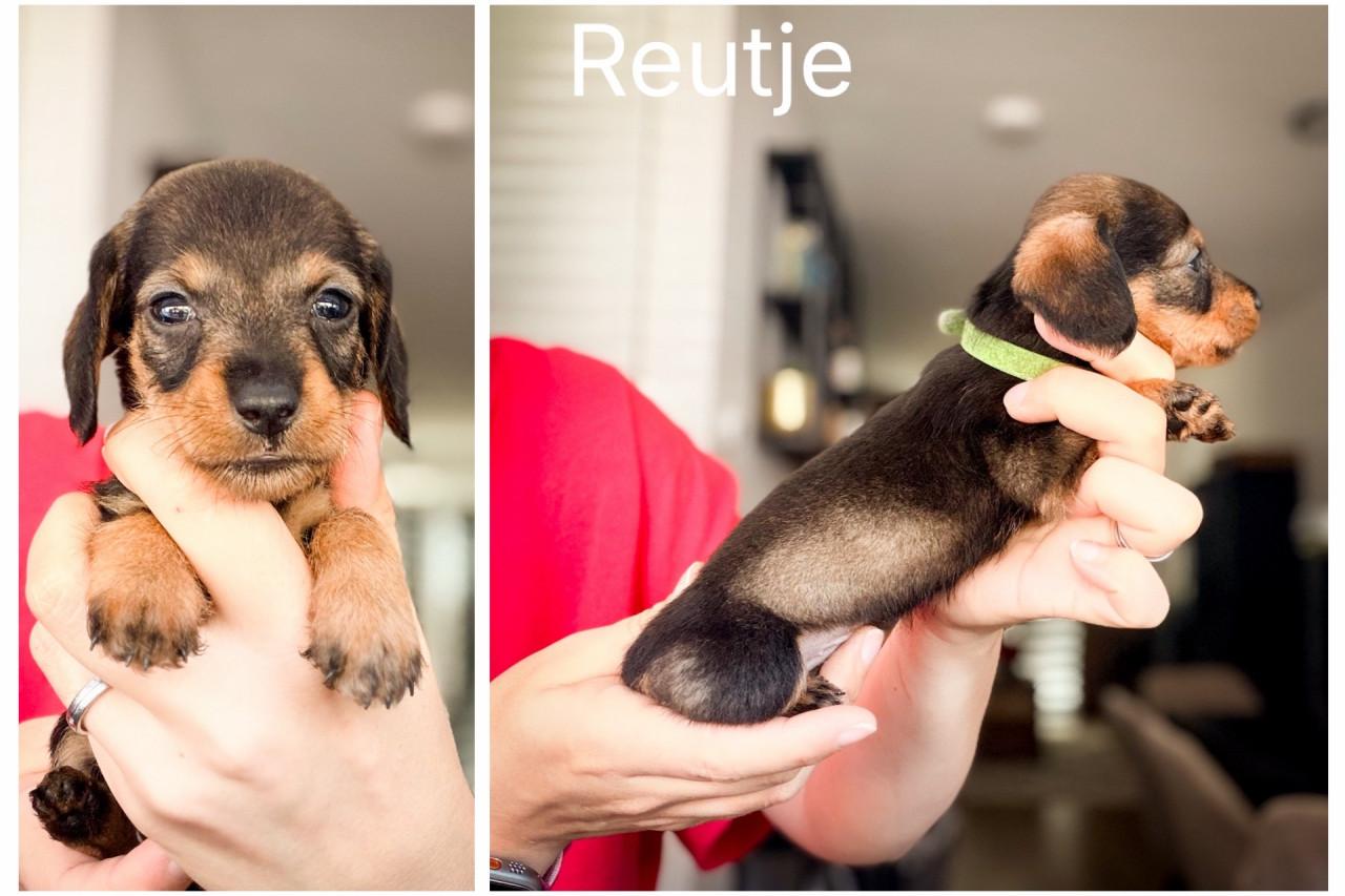 De Liefste Teckel pups