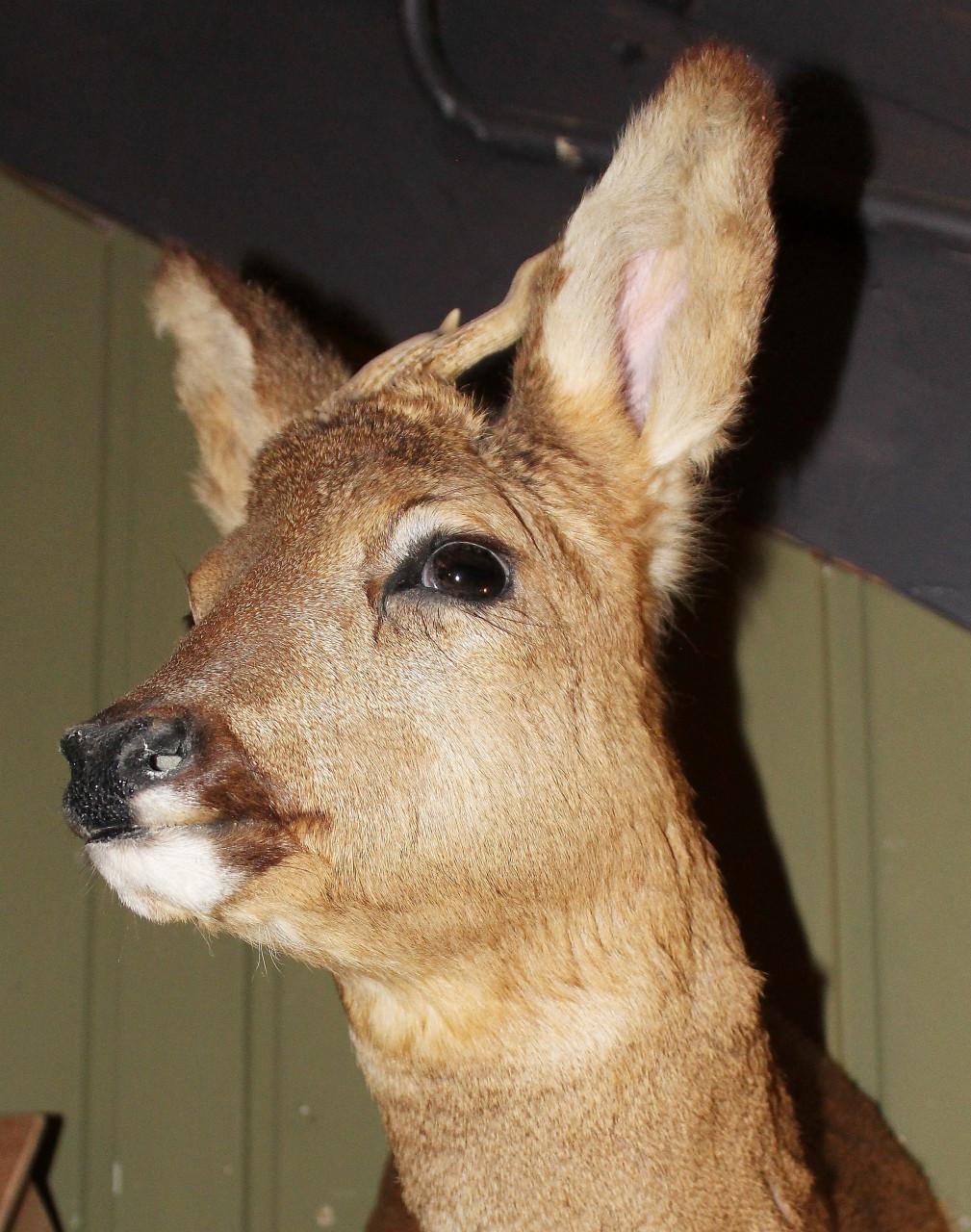 Kleine ree (taxidermie)