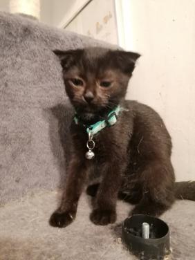 Kittens 12wkn oud