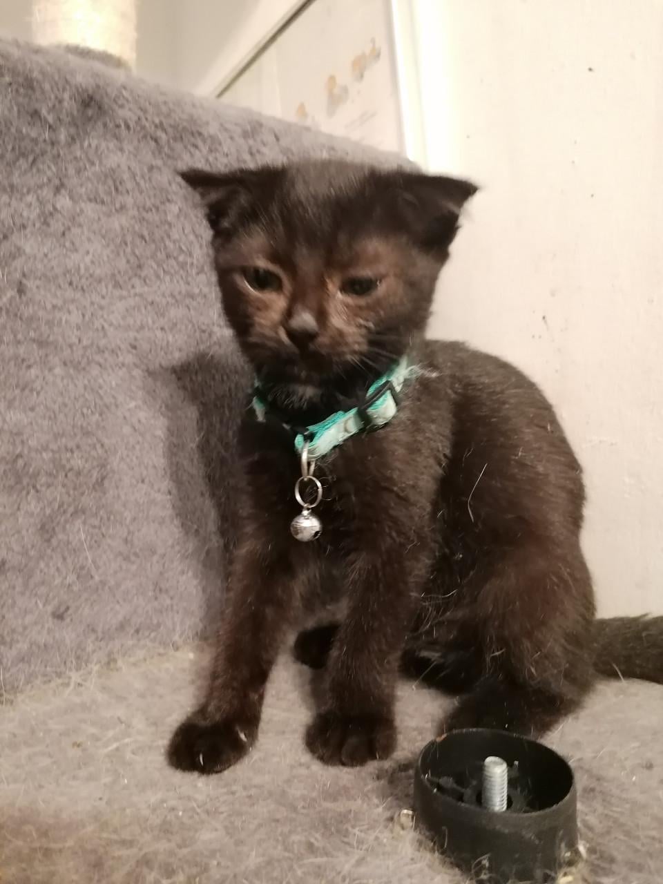 Kittens 12wkn oud
