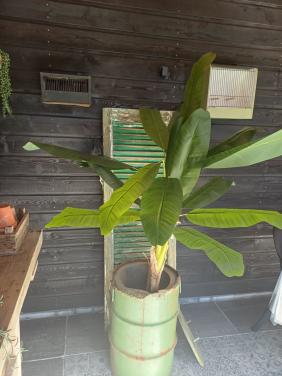 Grote kunst bananenplant