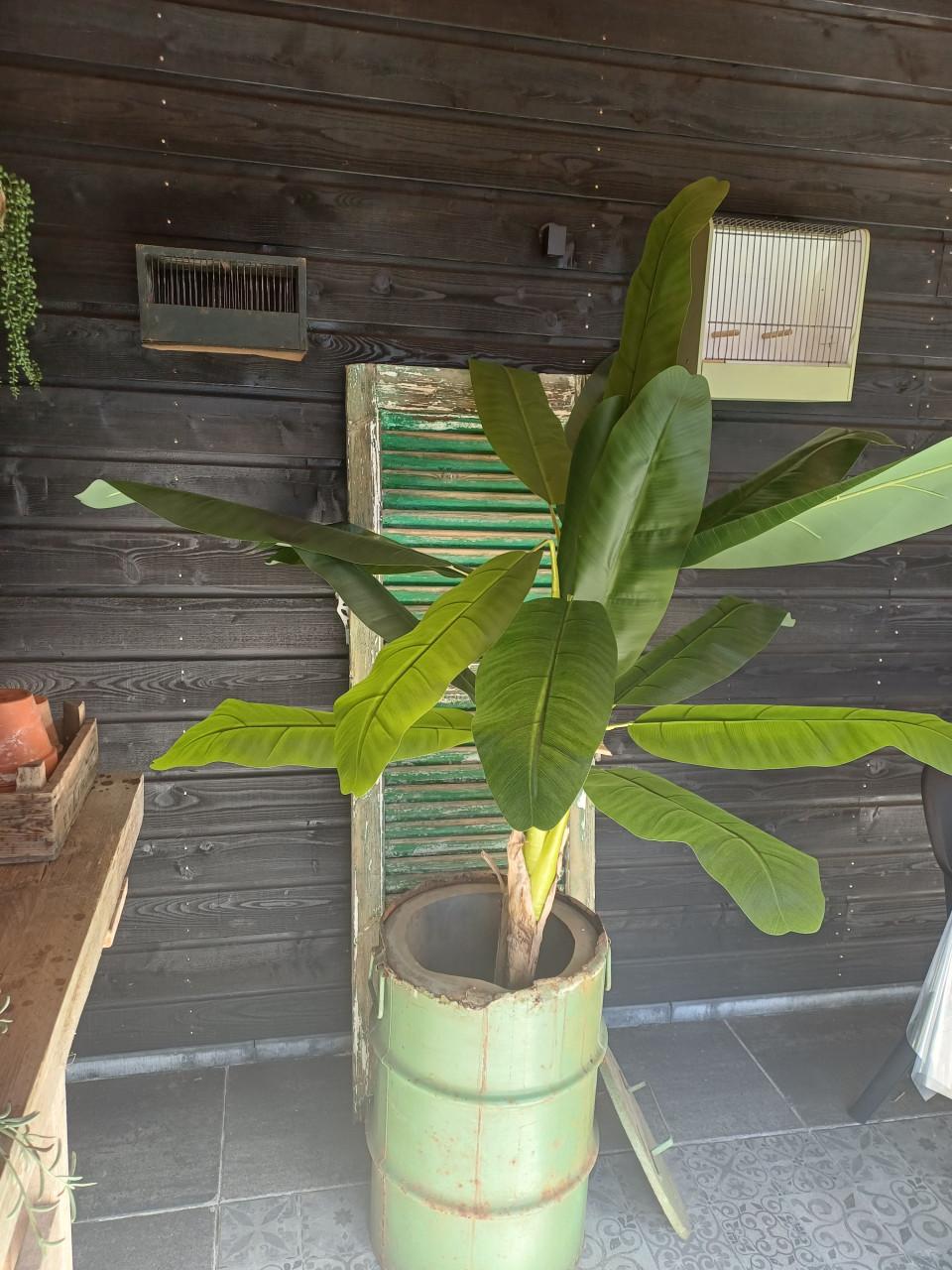 Grote kunst bananenplant