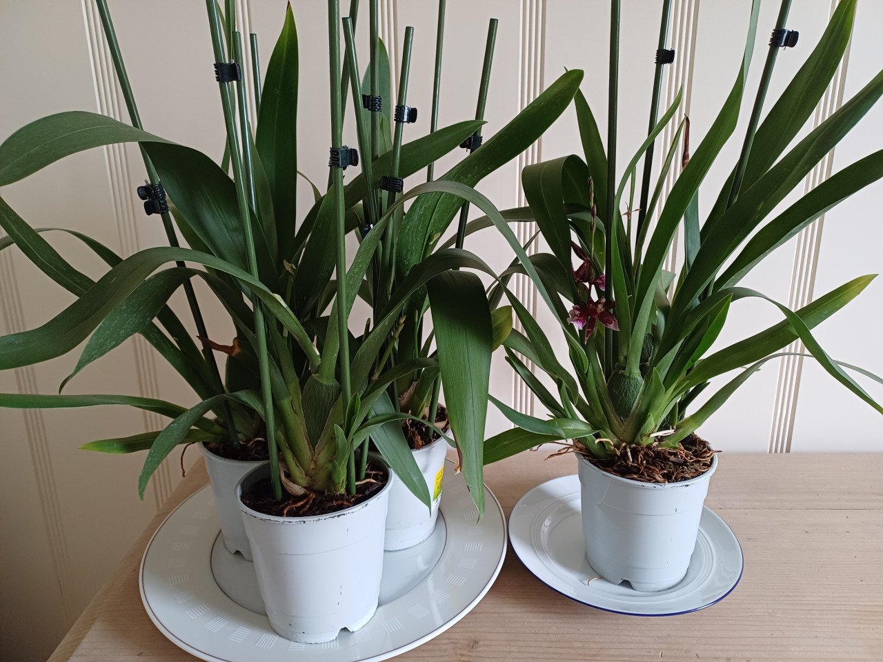 4 x Cambria-ORCHIDEE (Cambria 'Barocco') D 12 H 50 cm
