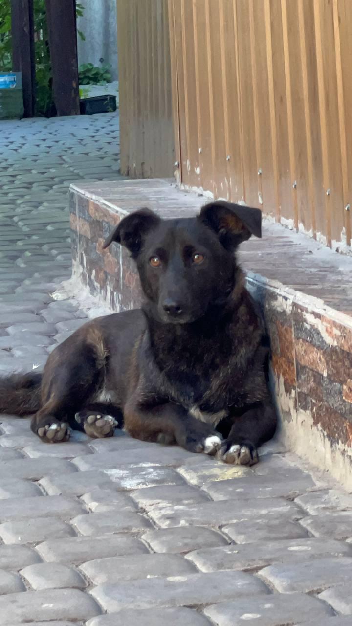 Klein hondje reu gecastreerd gechipt ontwormt ontvlooit  heeft Paspoort en