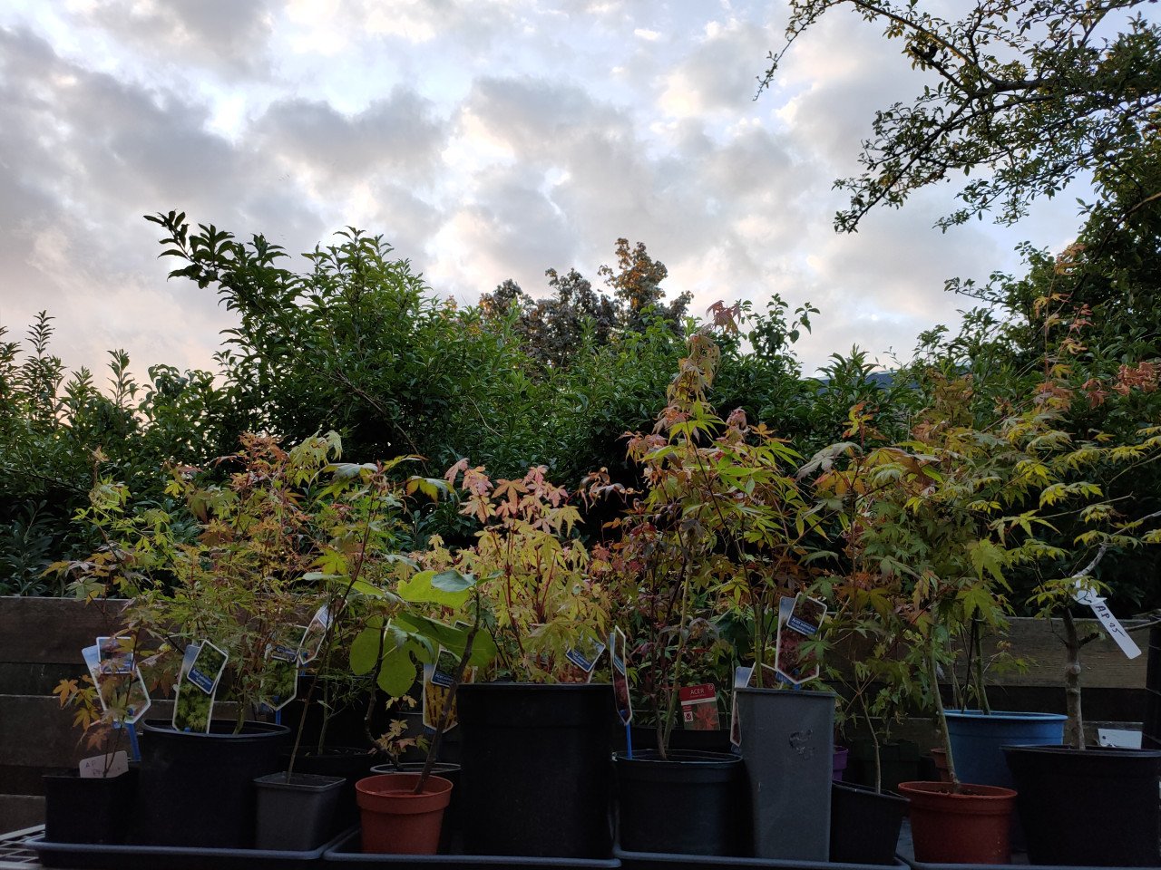 Japanse esdoorn, Acer palmatum boompjes