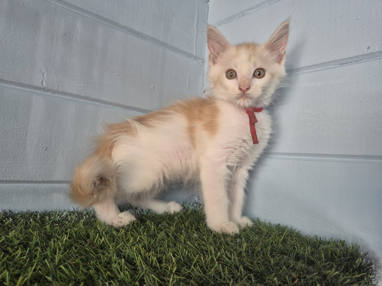 Maine coon kittens polydactyl