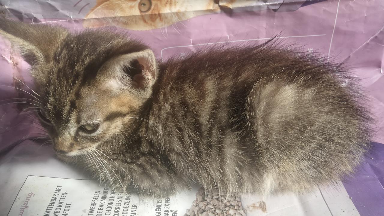 Kittens