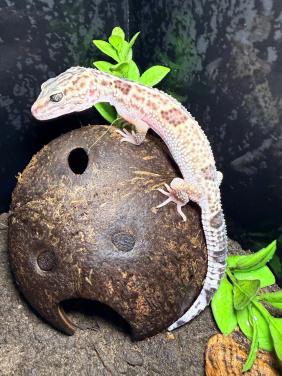 Iranian Giant Luipaardgekko