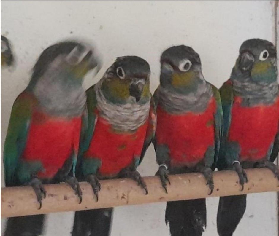 Pyrrhura perlata poppen