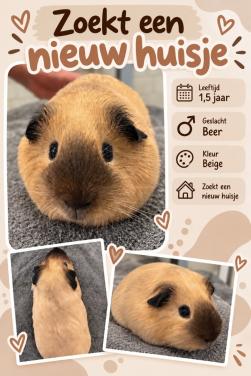 Lieve cavia beer