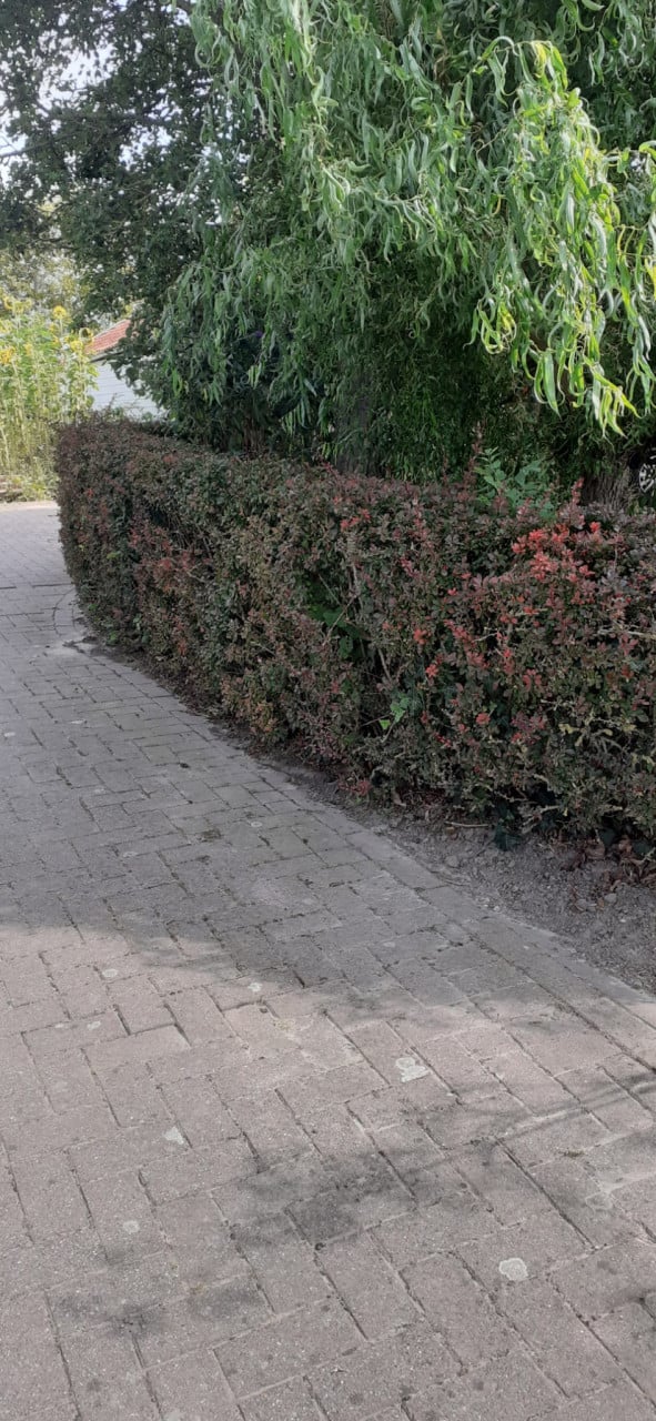 Tuinonderhoud Jasper Bonte – Hagen snoeien regio Sluis