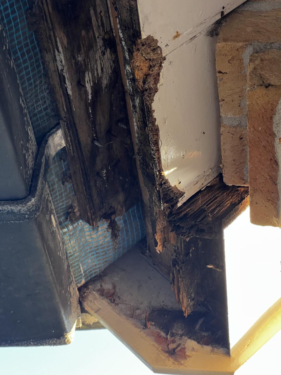 Hout rot sanering/ timmerwerk