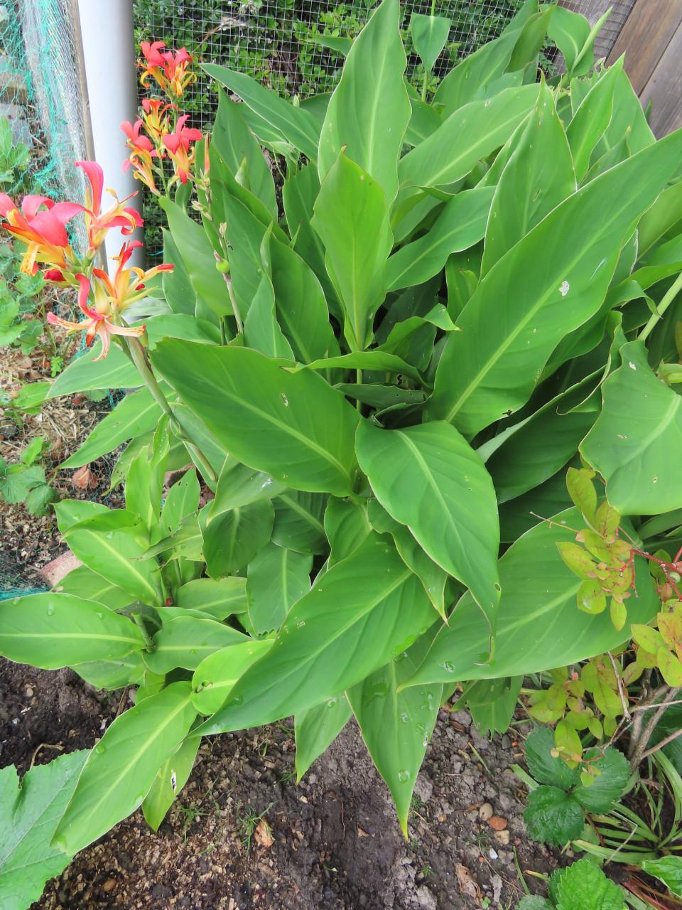 Canna Indica
